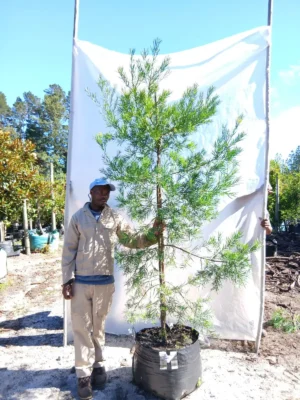 Afrocarpus Falcatus 70lt