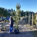 Afrocarpus Falcatus 70lt