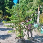 Afrocarpus Latifolius 70lt