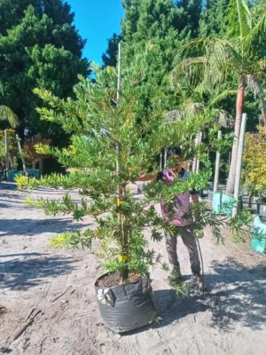 Afrocarpus Latifolius 70lt