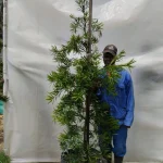 Afrocarpus Latifolius 250lt