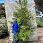 Afrocarpus Latifolius 70lt