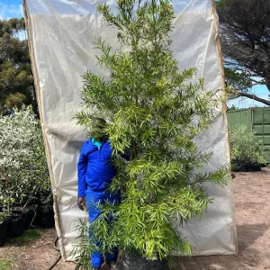 Afrocarpus-latifolius-70lt-RH.webp Afrocarpus Latifolius 70lt