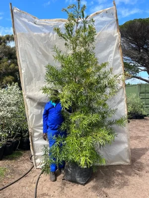 Afrocarpus Latifolius 70lt
