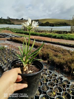 Agapantha Dwarf White 17cm Pot