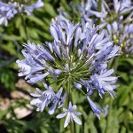 Agapanthus 'Barley Blue' 15 cm Pot