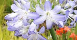 Agapanthus Bi-Coloured Flower (white with blue) 4lt