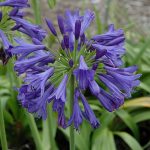 Agapanthus 'Blue Bayou' 15cm Pot
