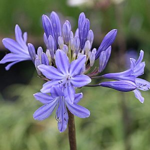 Agapanthus-Blue-Jay.jpg Agapanthus 'Blue Jay' 15cm Pot