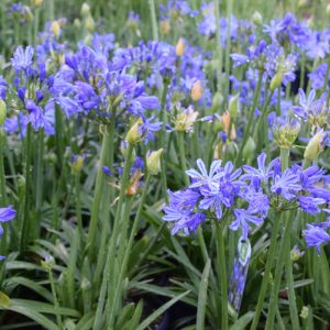 Agapanthus-Charlotte.jpg Agapanthus 'Charlotte' 15cm Pot