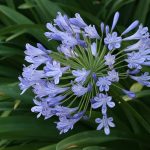 Agapanthus Praecox Blue 15cm Pot