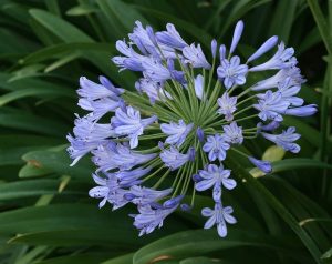 Agapanthus Praecox Blue 10lt