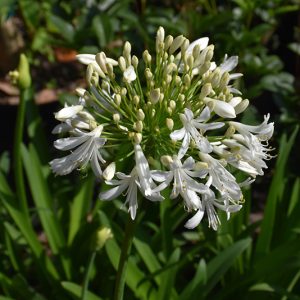 Agapanthus-Shona.jpg Agapanthus 'Shona' 19cm Pot