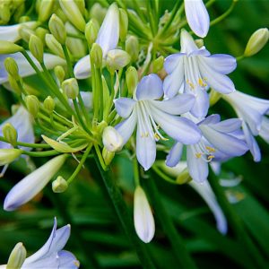 Agapanthus-Silver-Baby.jpg Agapanthus 'Silver Baby' 15cm Pot
