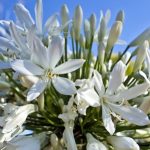 Agapanthus-Silver-Baby-4lt.jpg Agapanthus Silver Baby 4lt
