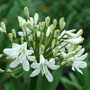 Agapanthus-Superior-White-12cm-Pot.png Agapanthus 'Superior White' 19cm Pot