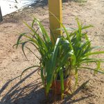 Agapanthus Praecox Blue 17cm Pot