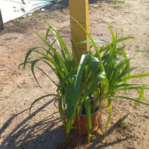 Agapanthus Praecox Blue 17cm Pot