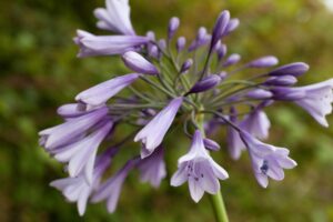 Agapanthus ‘Lilac Flash’ 4lt