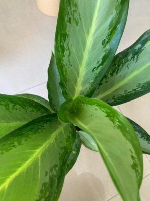 Aglaonema Friedman 25cm Pot