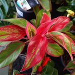Aglaonema King Of Siam 15cm Pot