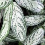 Aglaonema-Silver-Queen-25cm-Pot.jpg Aglaonema Silver Queen 25cm Pot