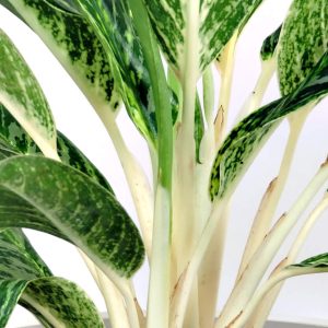 Aglaonema White Stem 25cm Pot