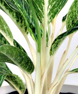 Aglaonema White Stem 25cm Pot