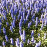 Ajuga Carpet Blue 4lt