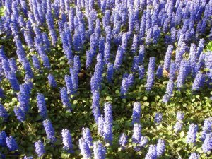 Ajuga Carpet Blue 4lt