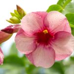 Allamanda blanchetii Purple 20lt