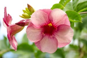 Allamanda blanchetii Purple 20lt