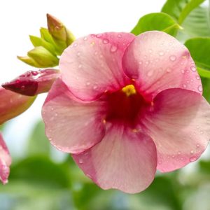 Allamanda blanchetii Purple 20lt