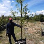 Almond Tree (Texas Mission) 70lt