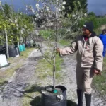 Almond - Non pareil 70lt