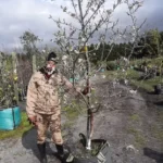 Almond Tree (Texas Mission) 70lt