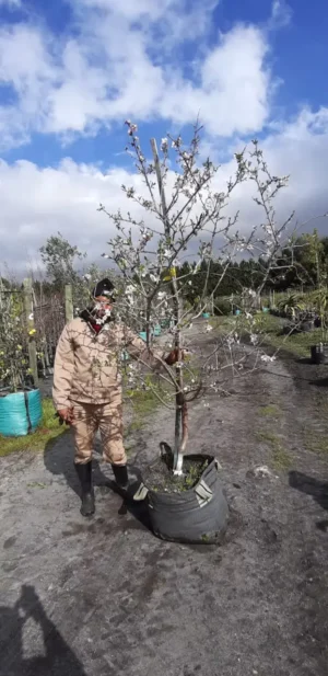 Almond Tree (Texas Mission) 70lt