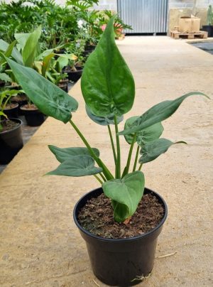 Alocasia Cucullata 15cm Pot