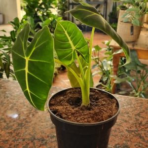 Alocasia Frydek 14cm Pot