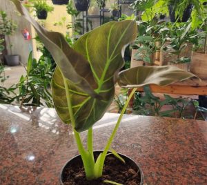 Alocasia Odora Regal 14cm Pot