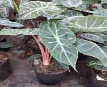 Alocasia Pink Dragon 14cm Pot