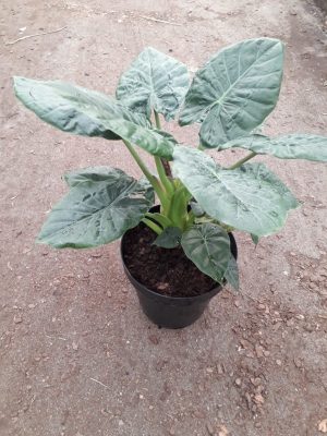Alocasia Rubra 30cm Pot