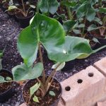 Alocasia Stingray 14cm Pot