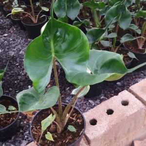 Alocasia Stingray 14cm Pot