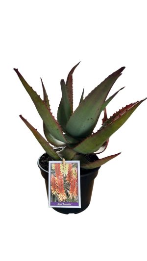 Aloe Borealis 17cm Pot