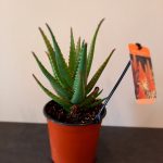 Aloe Bushwhacker 15cm Pot