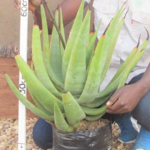 Aloe Castanea 10lt