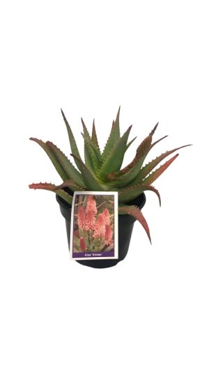 Aloe Ember 17cm Pot