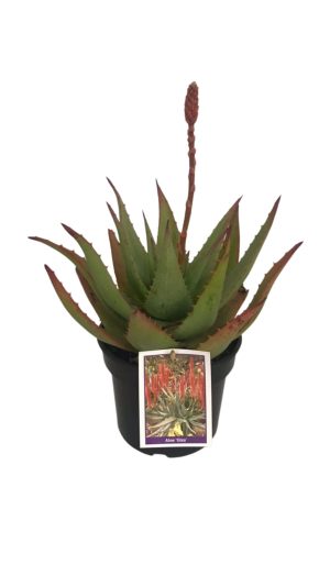Aloe Giza 17cm Pot