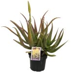 Aloe-Gold-Mine-17cm-Pot.jpg Aloe Gold Mine 17cm Pot
